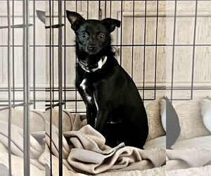 Chihuahua-Unknown Mix Dogs for adoption in Alexandria, KY, USA