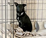 Small Chihuahua Mix