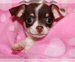 Image preview for Ad Listing. Nickname: Litter of 20