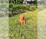 Small Photo #26 Double Doodle Puppy For Sale in LAGRANGE, GA, USA