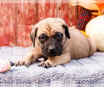 Puppy Bruna Mastiff