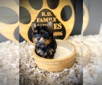 Small #3 Yorkshire Terrier