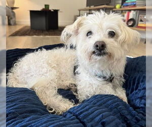Maltese Dogs for adoption in Fremont, CA, USA