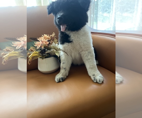 Medium Photo #3 Akita Puppy For Sale in SOMERSET, NJ, USA