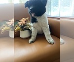 Small #2 Akita
