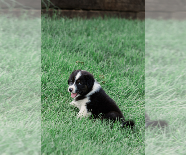 Medium Photo #3 Australian Shepherd Puppy For Sale in ARODA, VA, USA
