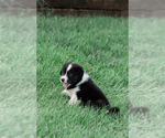 Small Photo #3 Australian Shepherd Puppy For Sale in ARODA, VA, USA