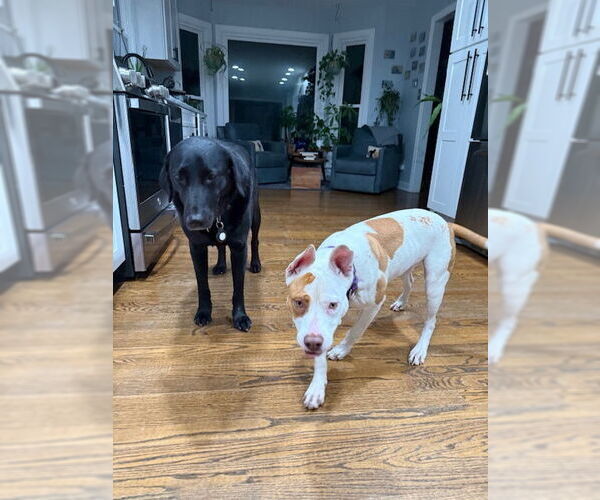 Medium Photo #9 American Staffordshire Terrier Puppy For Sale in Holly Springs, NC, USA