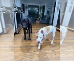 Small #8 American Staffordshire Terrier