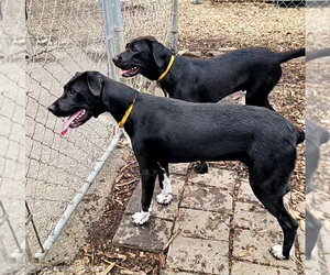 Tippy - Female Mutt Dog for Adoption - Photo #8
