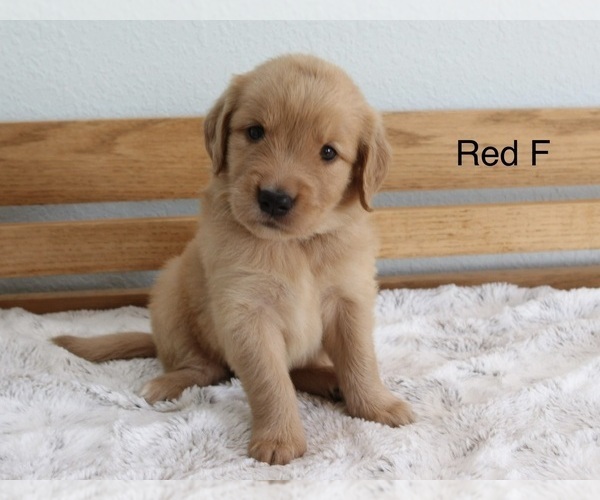 Medium Photo #2 Golden Retriever Puppy For Sale in GREENEVILLE, TN, USA
