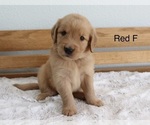 Small #1 Golden Retriever