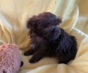Shorkie Tzu Puppy for sale in CENTER HILL, FL, USA