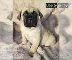 Image preview for Ad Listing. Nickname: Liberty