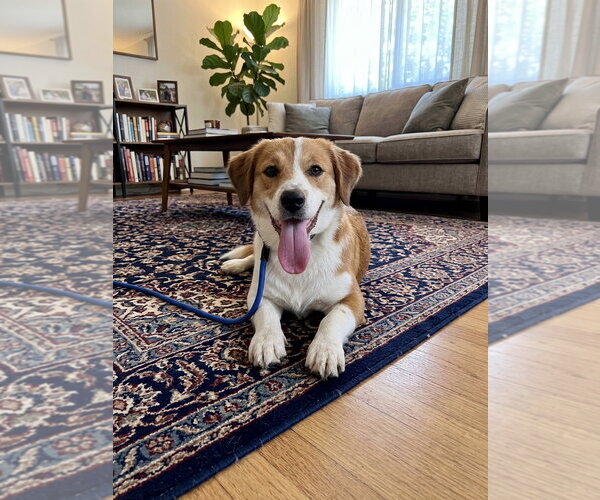 Medium Photo #1 Mutt Puppy For Sale in Menifee, CA, USA