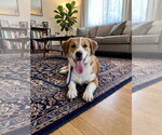 Koa - Female Mutt Dog for Adoption - Small photo