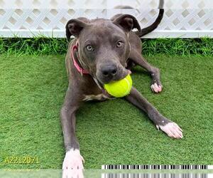 American Pit Bull Terrier Dogs for adoption in West Palm Beach, FL, USA