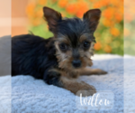 Small #1 Yorkshire Terrier