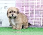 Small Photo #4 Zuchon Puppy For Sale in BEL AIR, MD, USA
