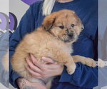 Small #1 Chow Chow Mix