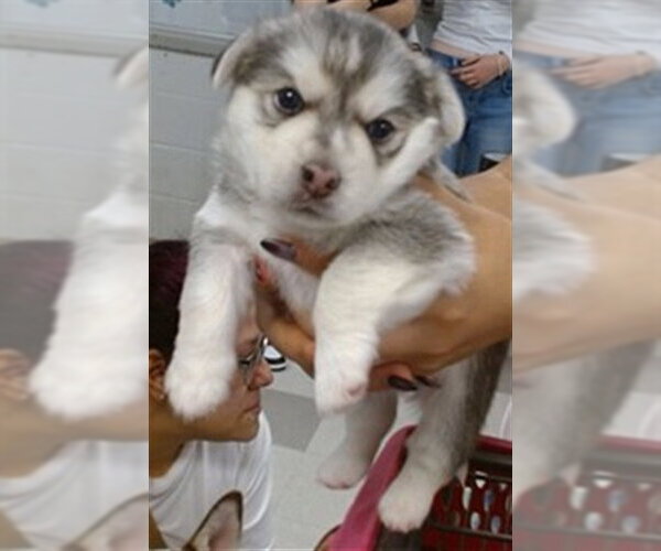 Medium Photo #1 Siberian Husky-Unknown Mix Puppy For Sale in Oklahoma City, OK, USA