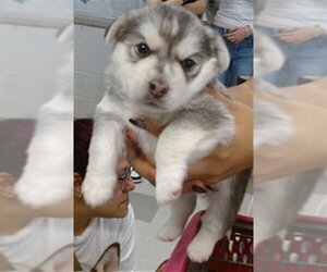 Siberian Husky-Unknown Mix Dogs for adoption in Oklahoma City, OK, USA