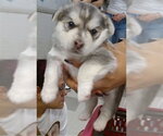 Small Siberian Husky Mix