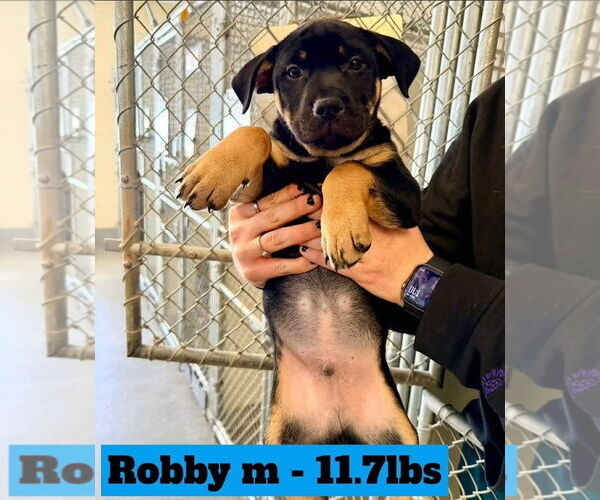 Medium Photo #2 Shepweiller Puppy For Sale in Chester, VA, USA