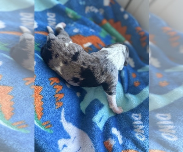 Medium Photo #14 Aussiedoodle-Bernedoodle Mix Puppy For Sale in BELTON, SC, USA