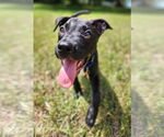 Small #2 American Staffordshire Terrier Mix