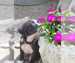 Small #10 American Staffordshire Terrier-Great Dane Mix