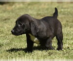 Small #2 Dachsador