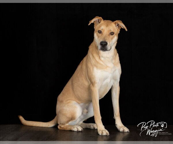 Medium Photo #2 Anatolian Shepherd-Unknown Mix Puppy For Sale in Claremore, OK, USA
