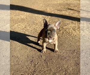 French Bulldog Puppy for sale in BAKERSFIELD, CA, USA