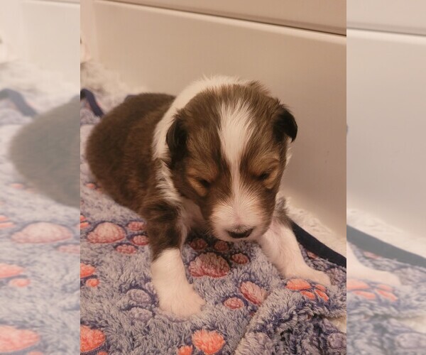 Medium Photo #1 Shetland Sheepdog Puppy For Sale in WAYNESVILLE, GA, USA