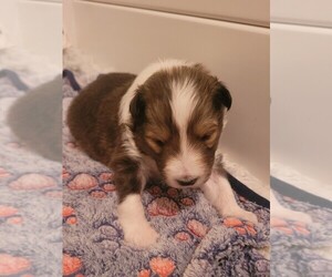Shetland Sheepdog Puppy for sale in WAYNESVILLE, GA, USA