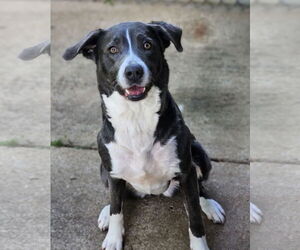 Labrador Retriever-Unknown Mix Dogs for adoption in Wetumpka, AL, USA