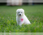 Small #7 Great Pyrenees