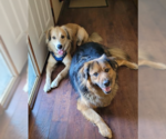 Small #3 Golden Retriever Mix