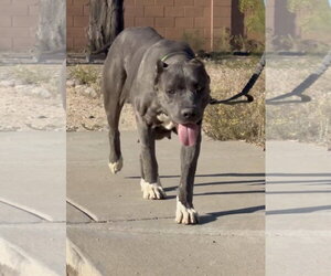 Mutt Dogs for adoption in Goodyear, AZ, USA