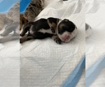 Small Photo #9 English Bulldog Puppy For Sale in MURRIETA, CA, USA