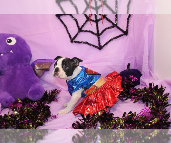 Medium Photo #6 Boston Terrier Puppy For Sale in BROOKSVILLE, FL, USA