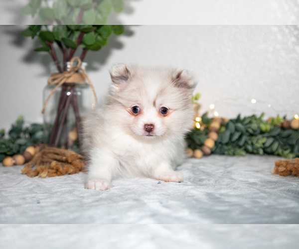 Medium Photo #5 Pomeranian Puppy For Sale in GOSHEN, IN, USA