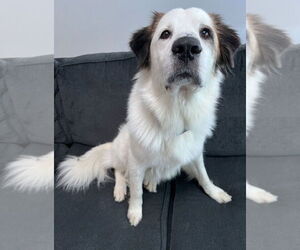 Great Pyrenees-Unknown Mix Dogs for adoption in McKinney, TX, USA