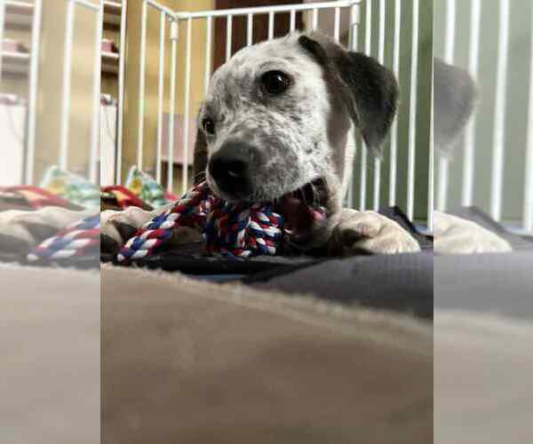 Medium Photo #3 Mutt Puppy For Sale in Springdale, PA, USA