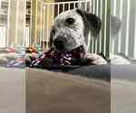 Small #2 Mutt
