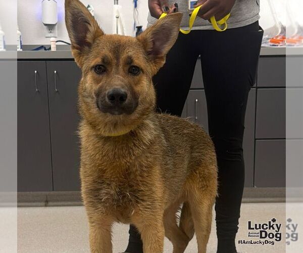 Medium Photo #1 German Shepherd Dog-Unknown Mix Puppy For Sale in Washington, DC, USA