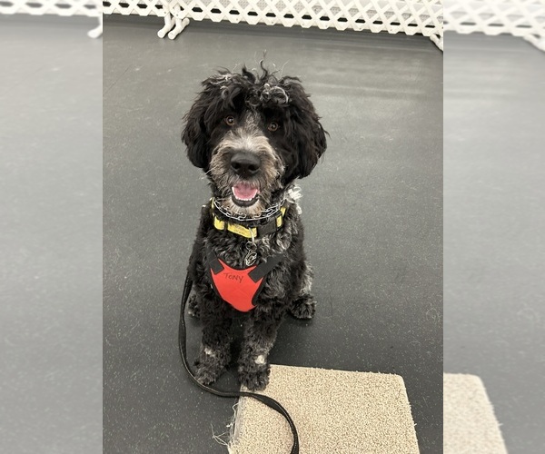 Medium Photo #1 Portuguese Water Dog Puppy For Sale in DES MOINES, IA, USA