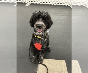 Mother of the Portuguese Water Dog puppies born on 06/23/2025