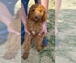 Poodle (Standard) Puppy for sale in CHESTERFIELD, MO, USA